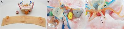 Development of 3-dimensional printed simulation surgical training models for endoscopic endonasal and transorbital surgery